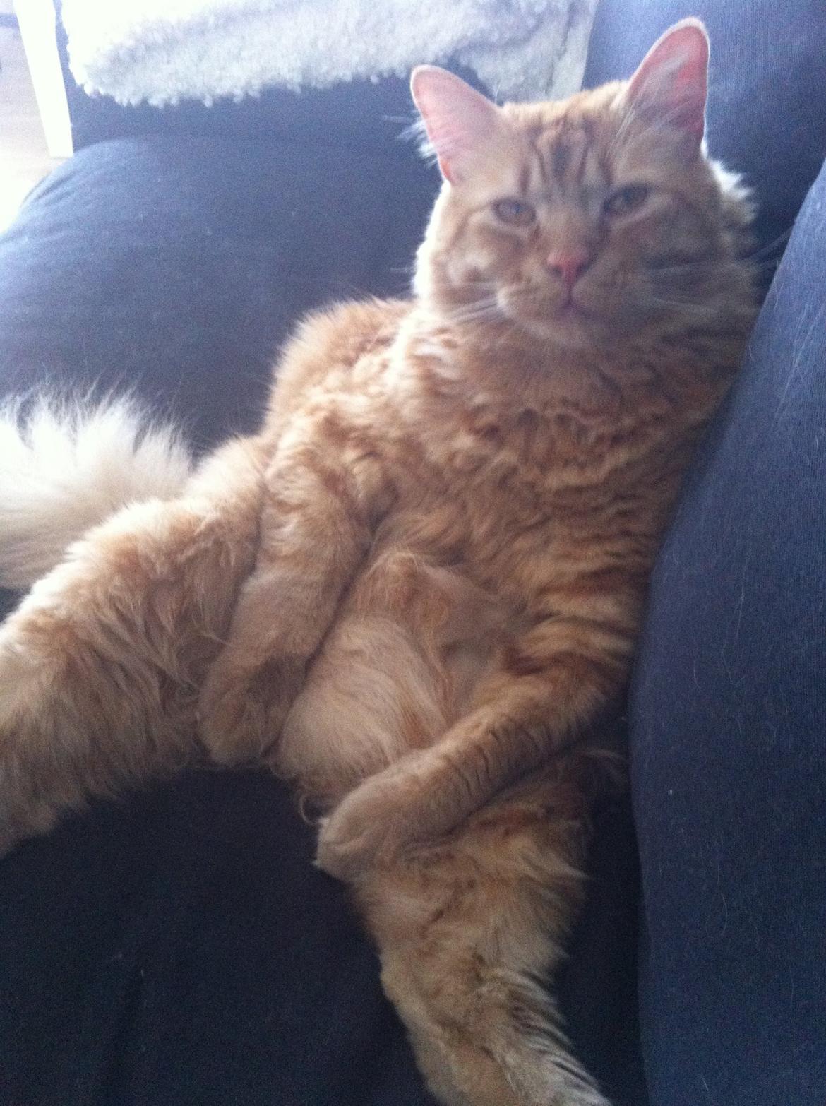 Blanding af racer Oliver billede 5