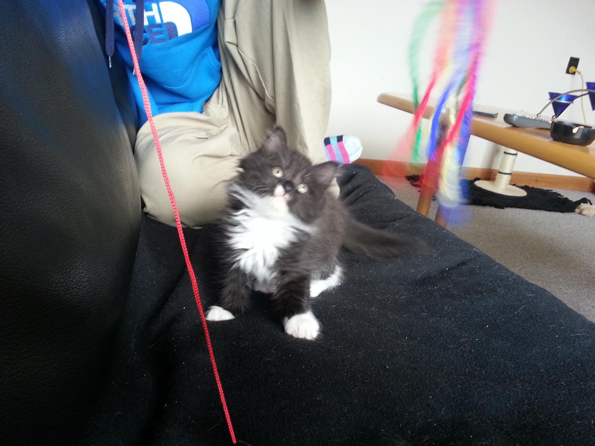 Blanding af racer Zika<3 - Zika siger hej :D<3 billede 2