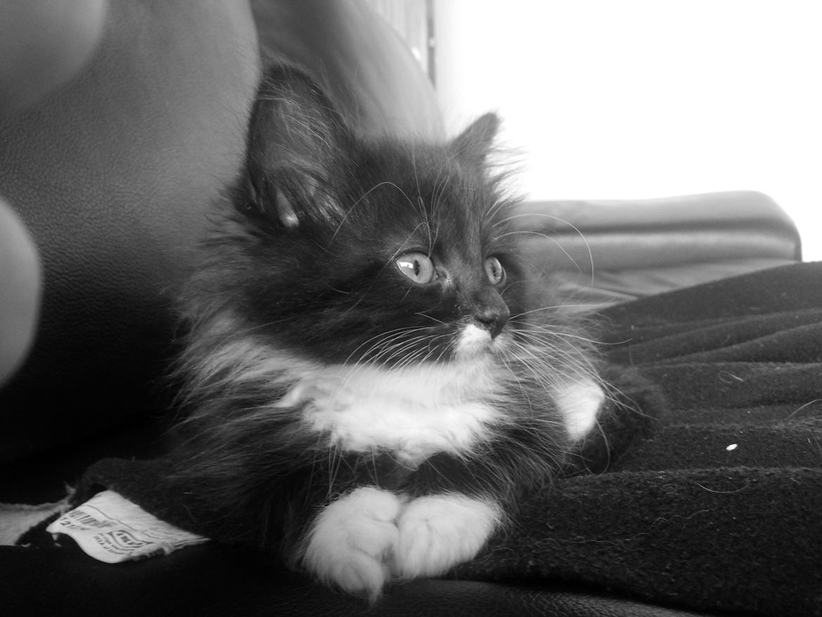 Blanding af racer Zika<3 - smukke Zika<3 billede 1