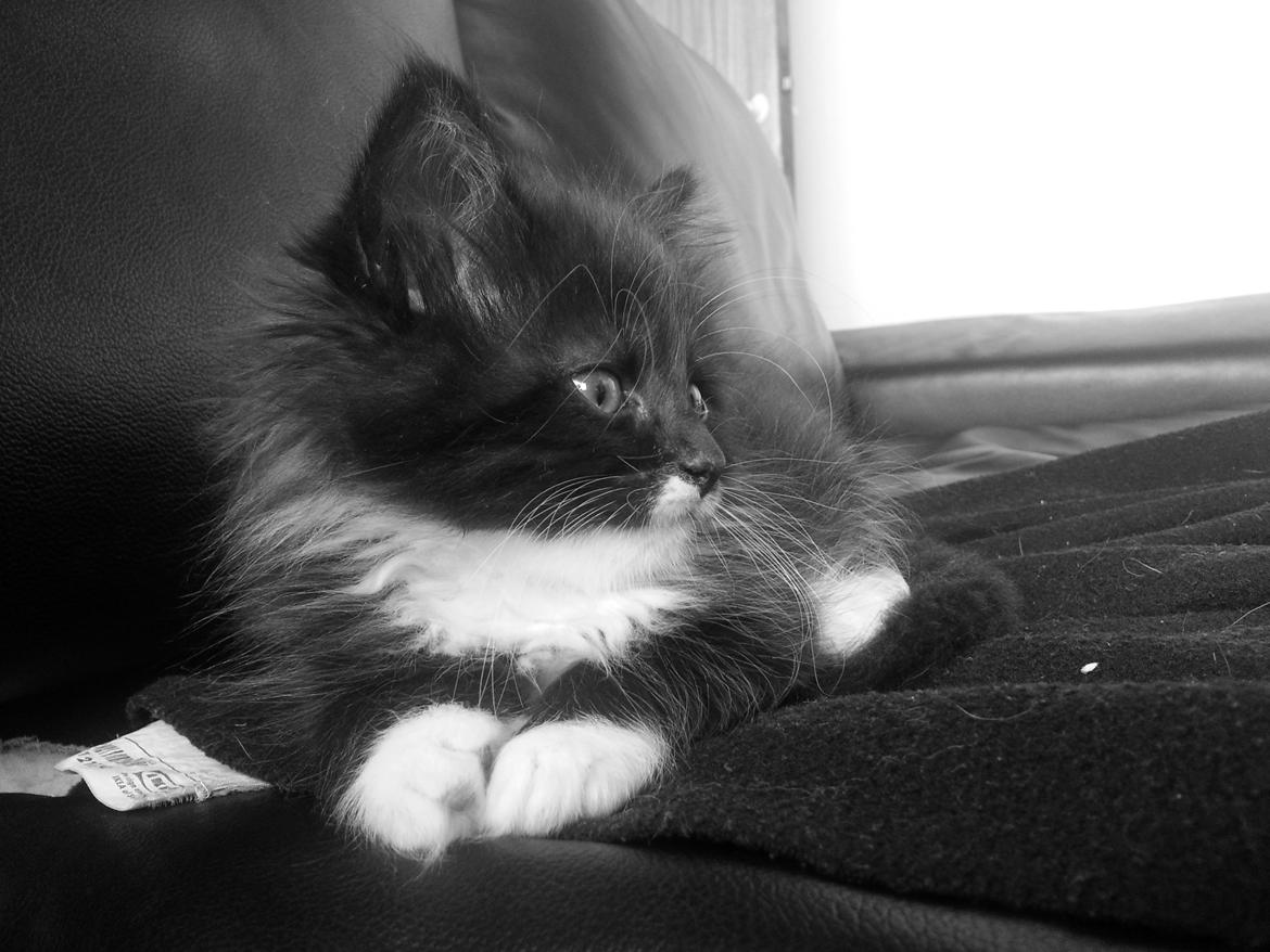 Blanding af racer Zika<3 - Det er så spændende at se tv<3 :D billede 8