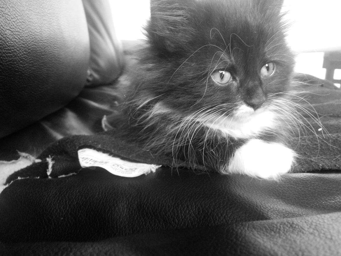 Blanding af racer Zika<3 - smuksak<3 billede 9