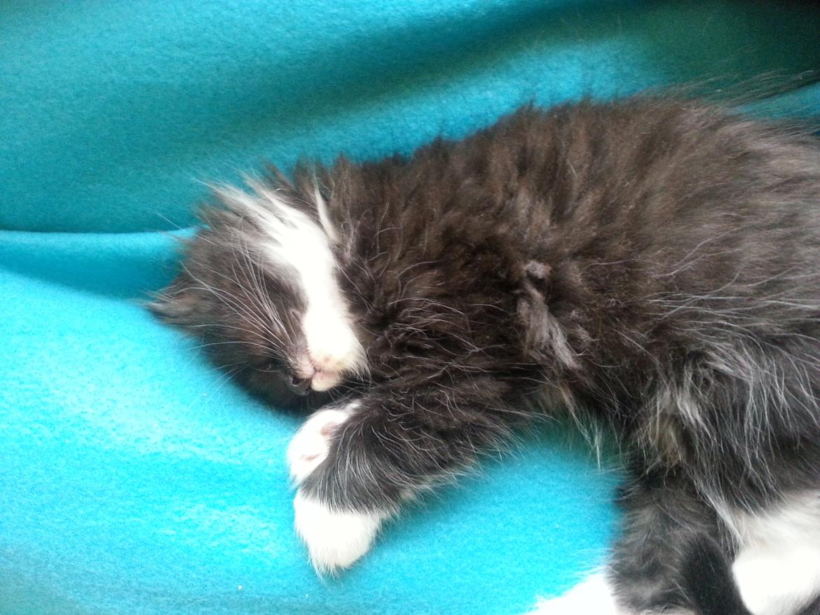 Blanding af racer Zika<3 - En meget træt Zika<3 billede 10