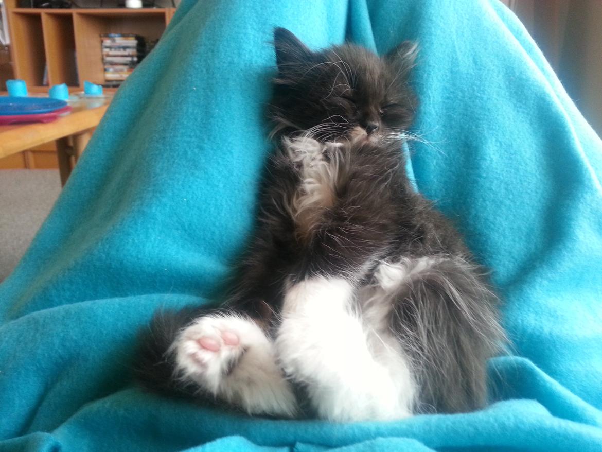 Blanding af racer Zika<3 - En siddene og sovene Zika<3 billede 11