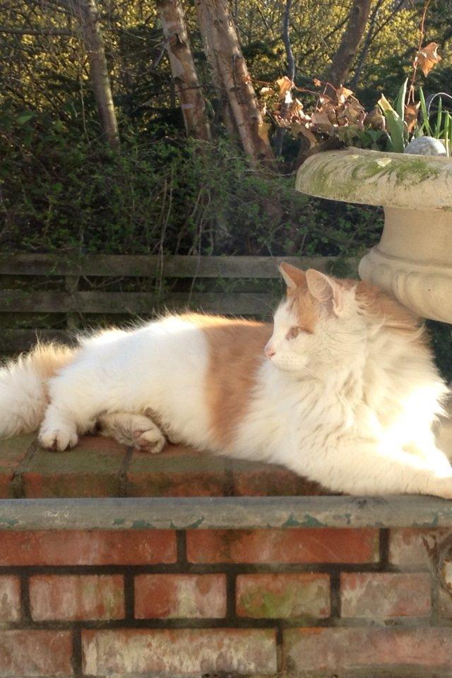 Norsk Skovkat Simba<3 billede 1