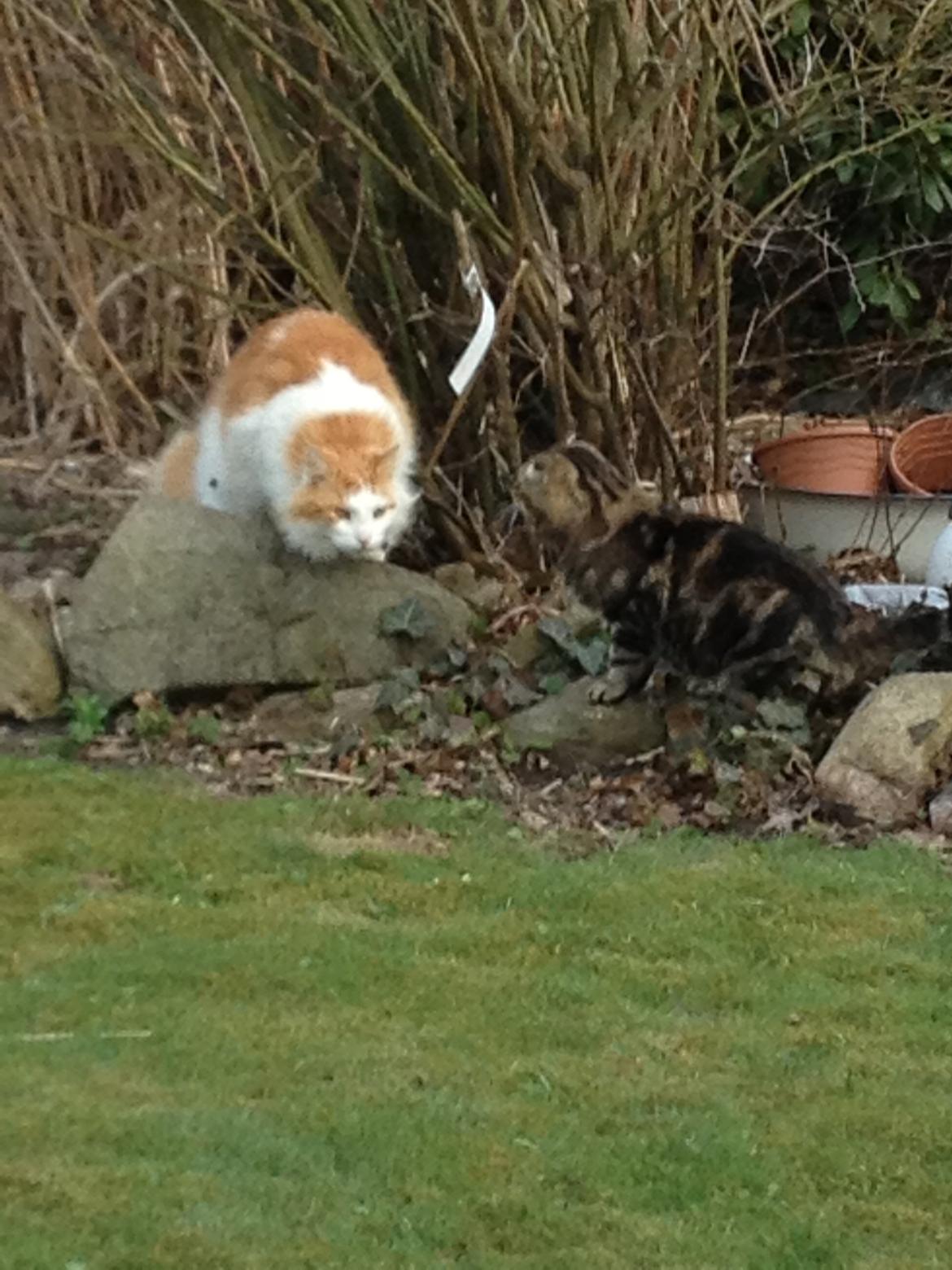 Norsk Skovkat Simba<3 billede 2