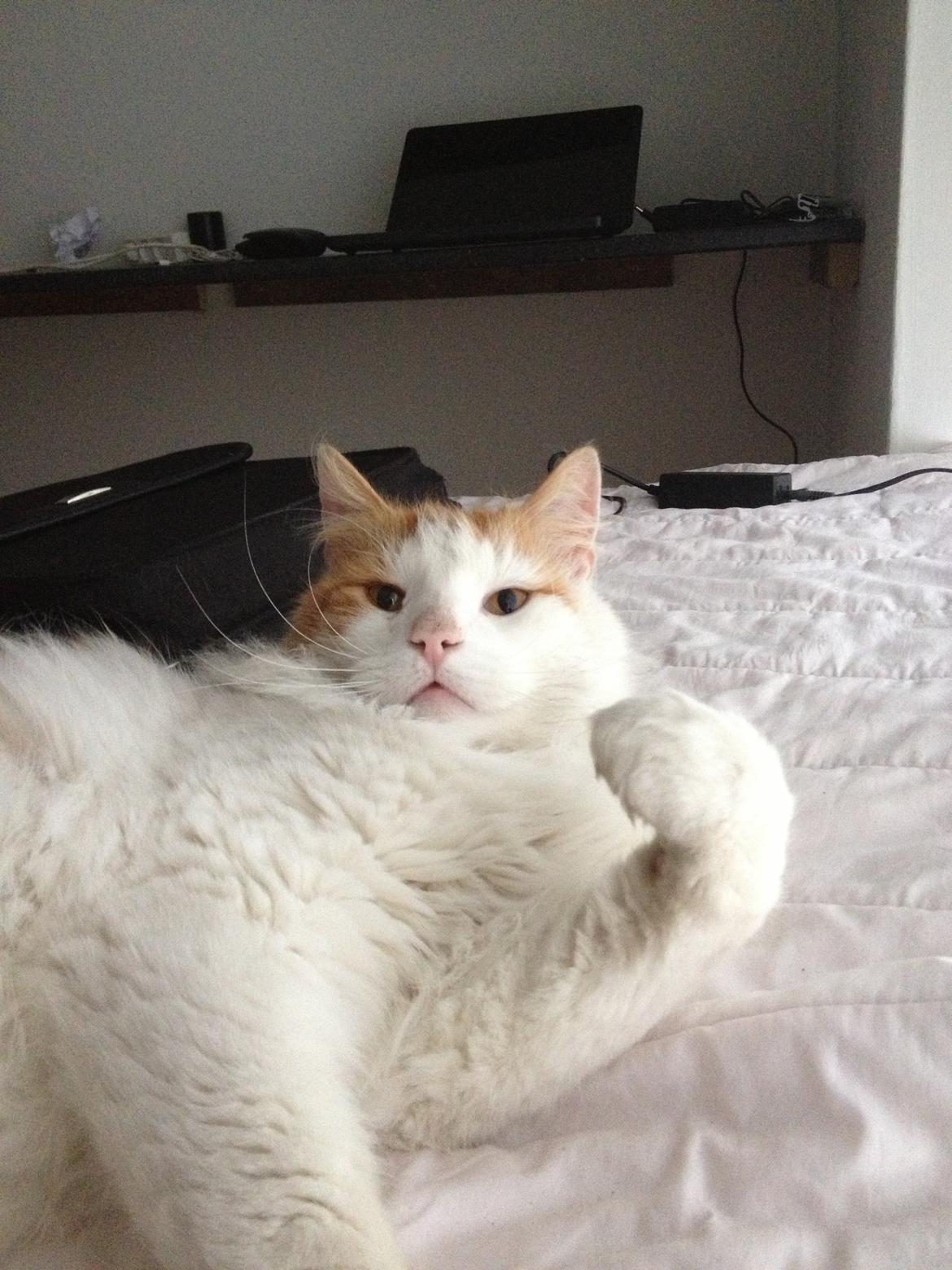 Norsk Skovkat Simba<3 billede 3