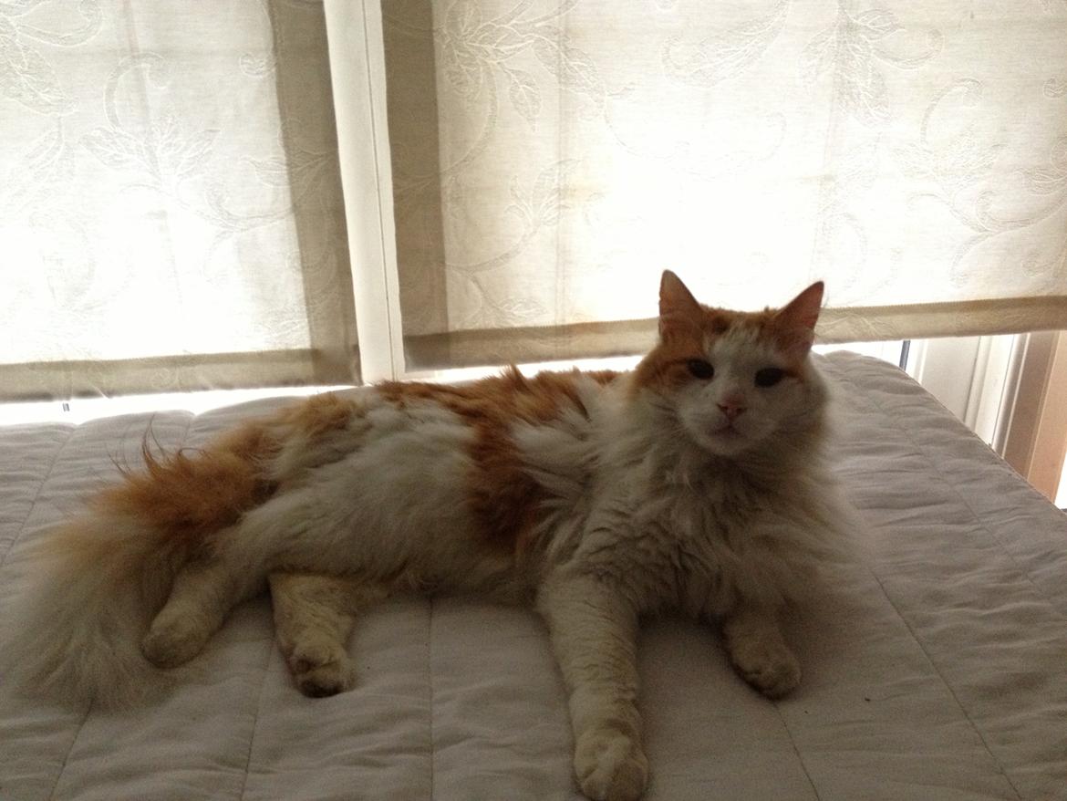 Norsk Skovkat Simba<3 billede 4