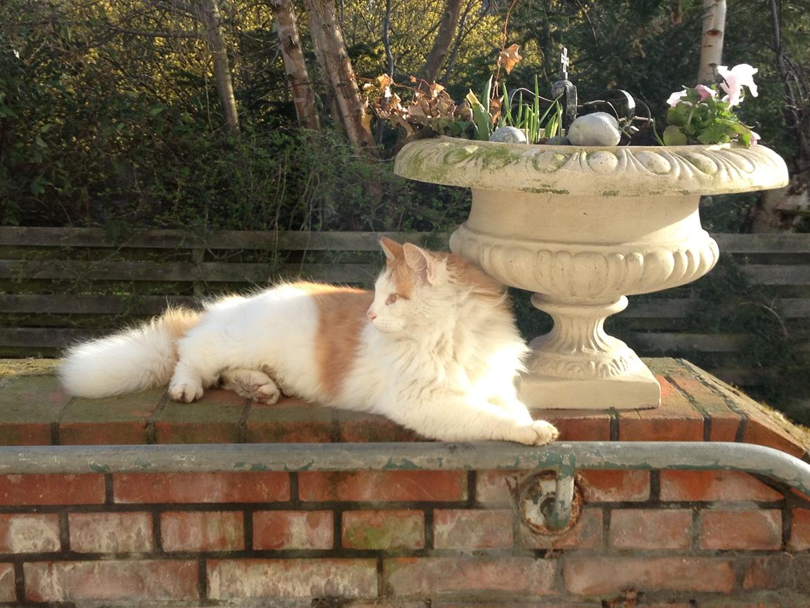 Norsk Skovkat Simba<3 billede 5