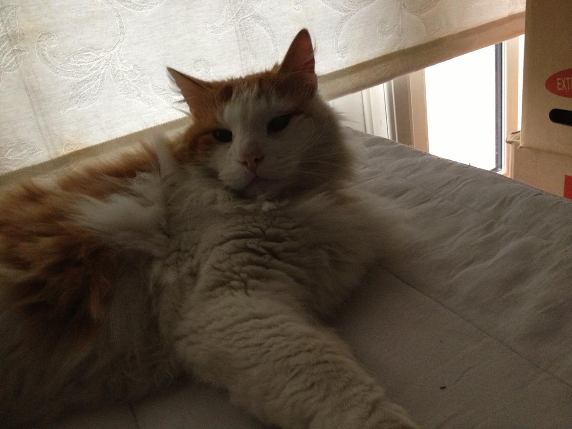 Norsk Skovkat Simba<3 billede 6