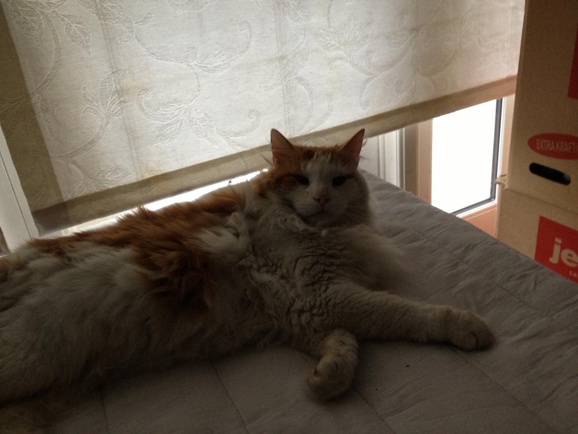 Norsk Skovkat Simba<3 billede 7