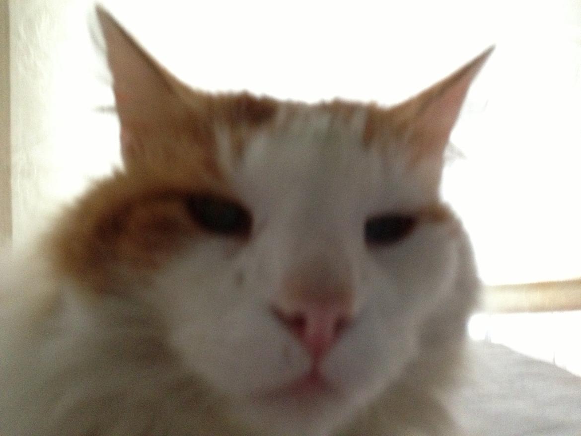 Norsk Skovkat Simba<3 billede 8