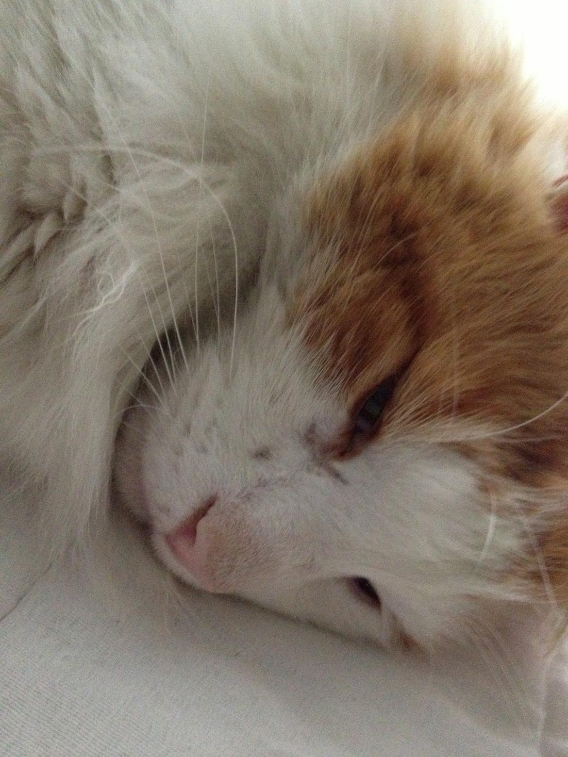 Norsk Skovkat Simba<3 billede 9