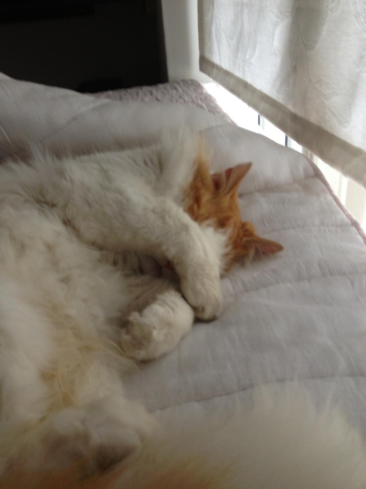 Norsk Skovkat Simba<3 billede 10