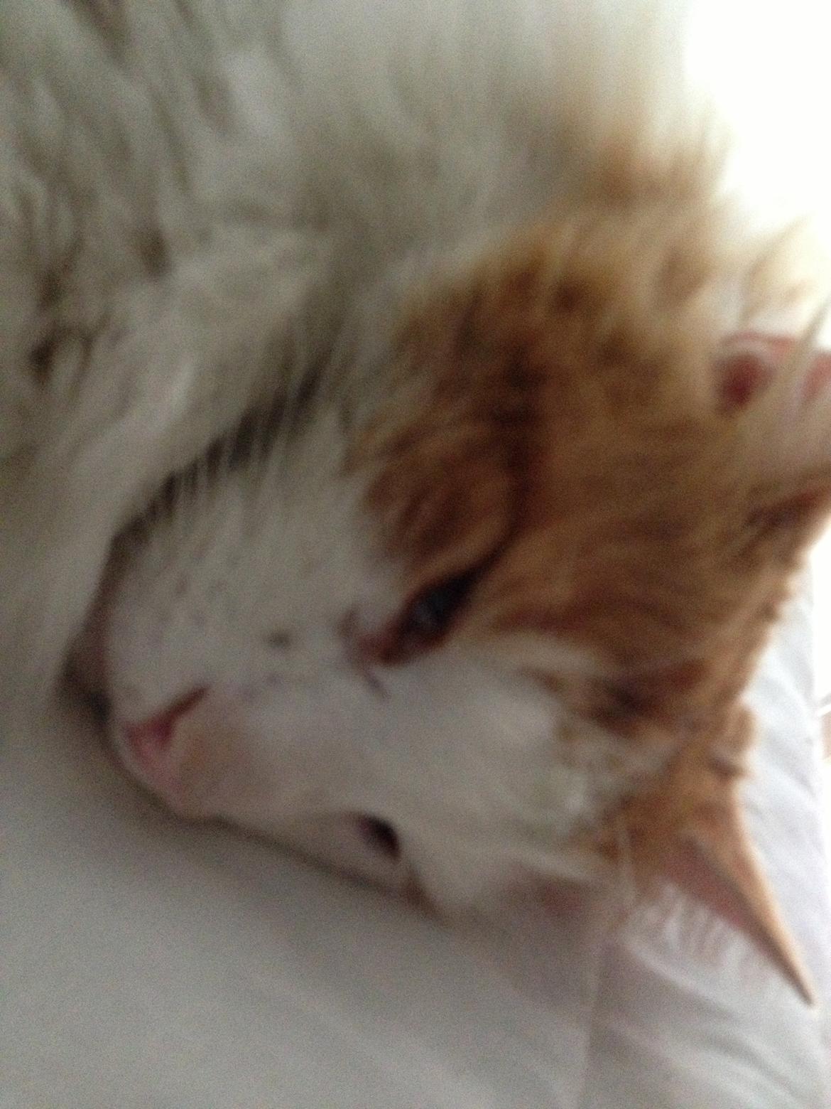 Norsk Skovkat Simba<3 billede 11