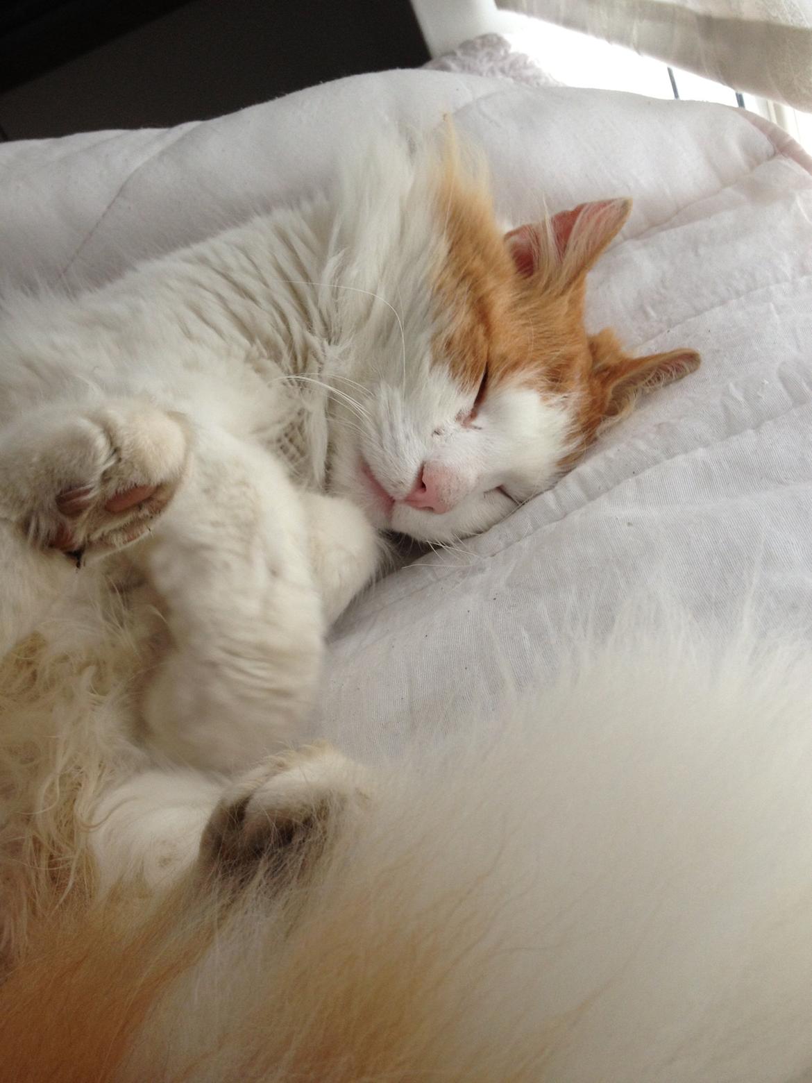 Norsk Skovkat Simba<3 billede 12