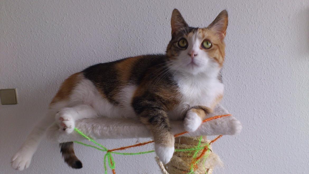 Huskat Miska billede 1