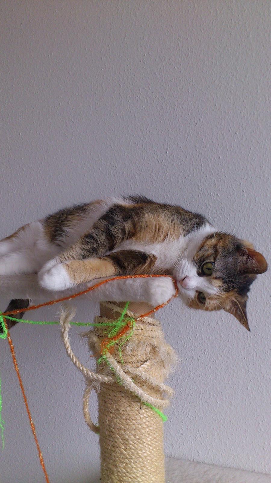 Huskat Miska billede 2