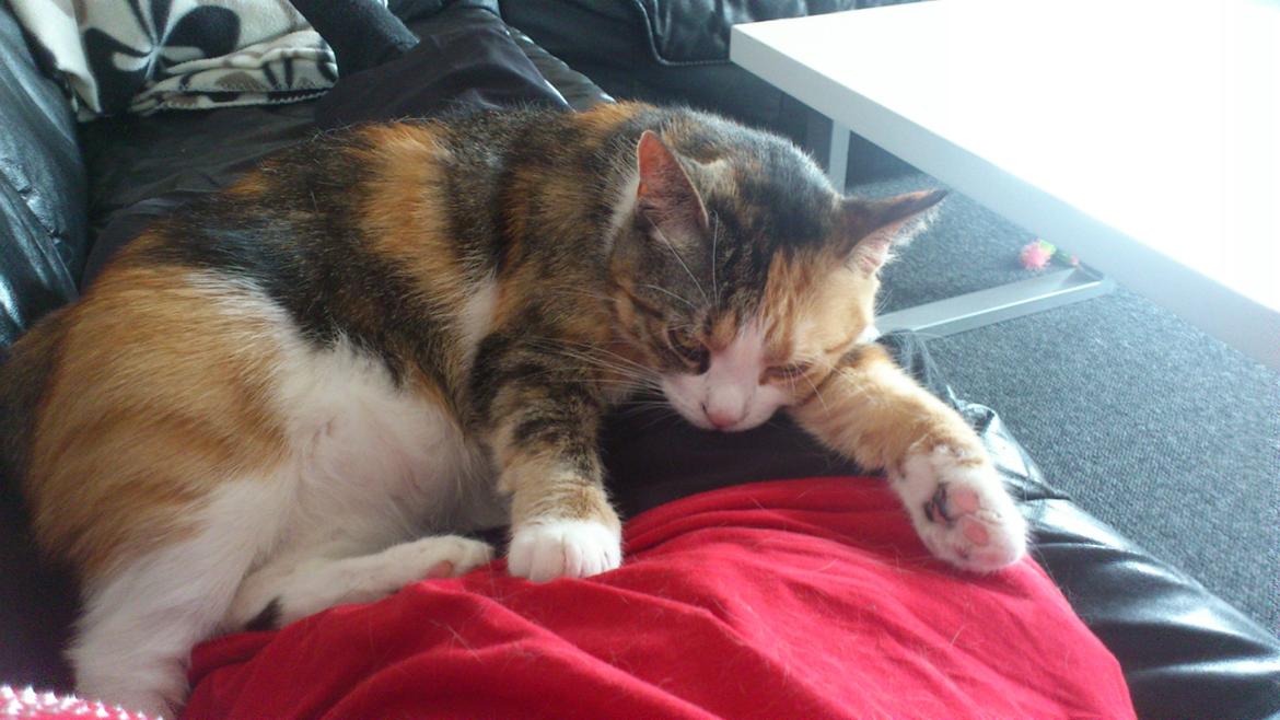 Huskat Miska billede 3