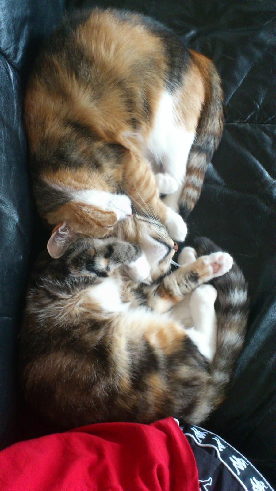 Huskat Miska billede 4