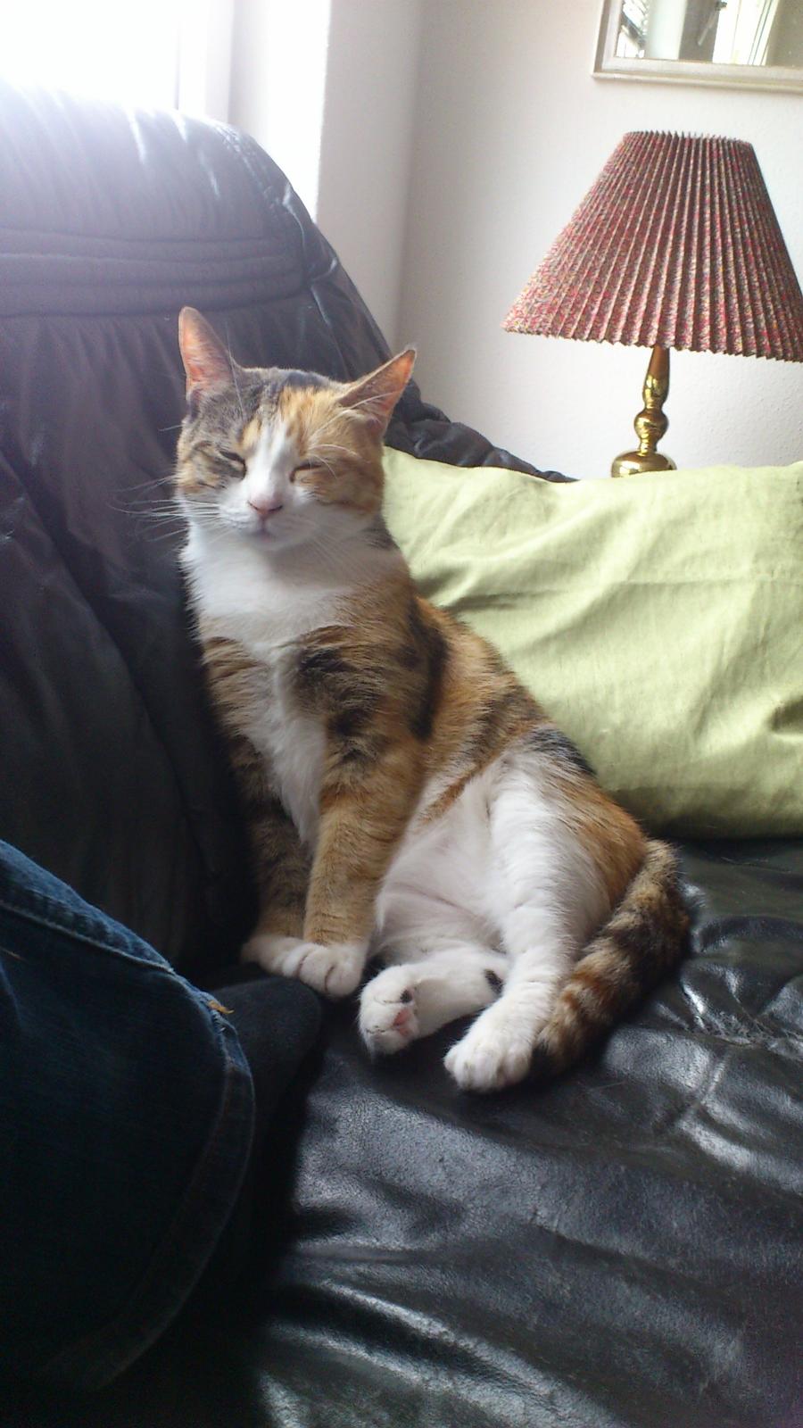 Huskat Miska billede 5