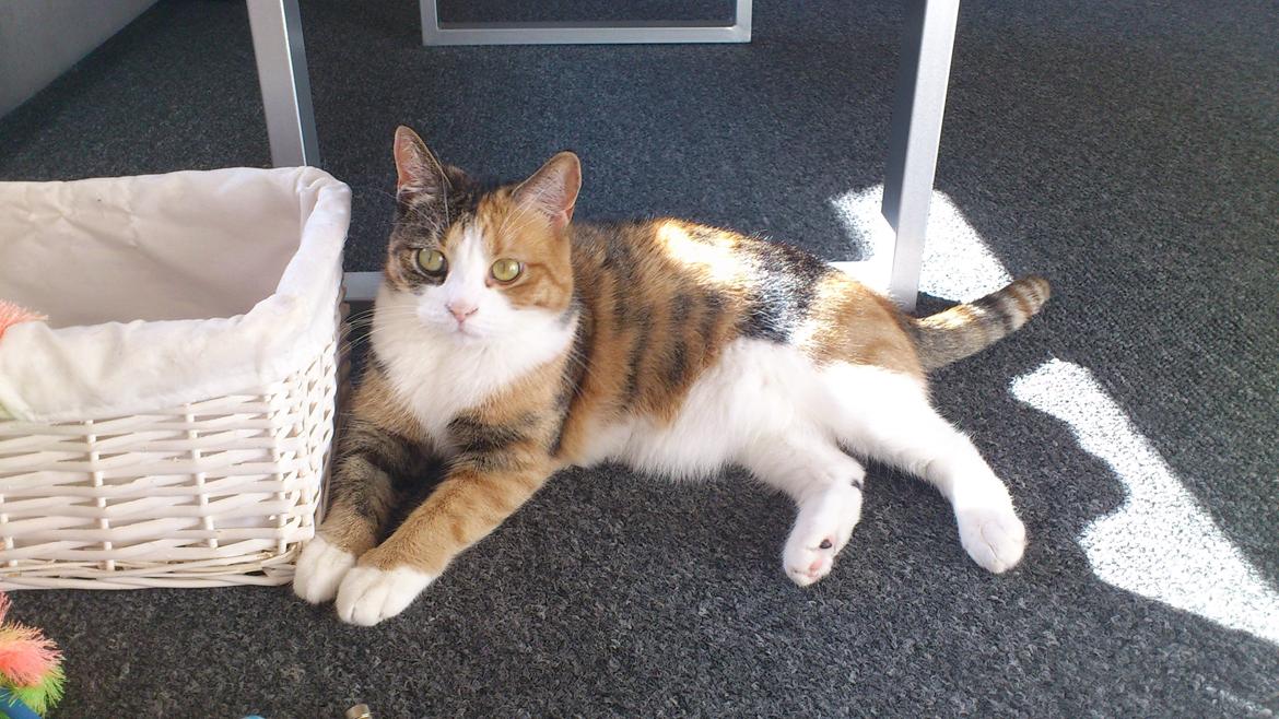 Huskat Miska billede 7