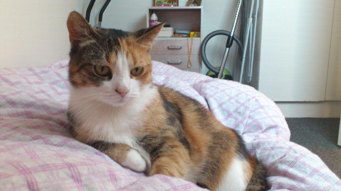 Huskat Miska billede 6