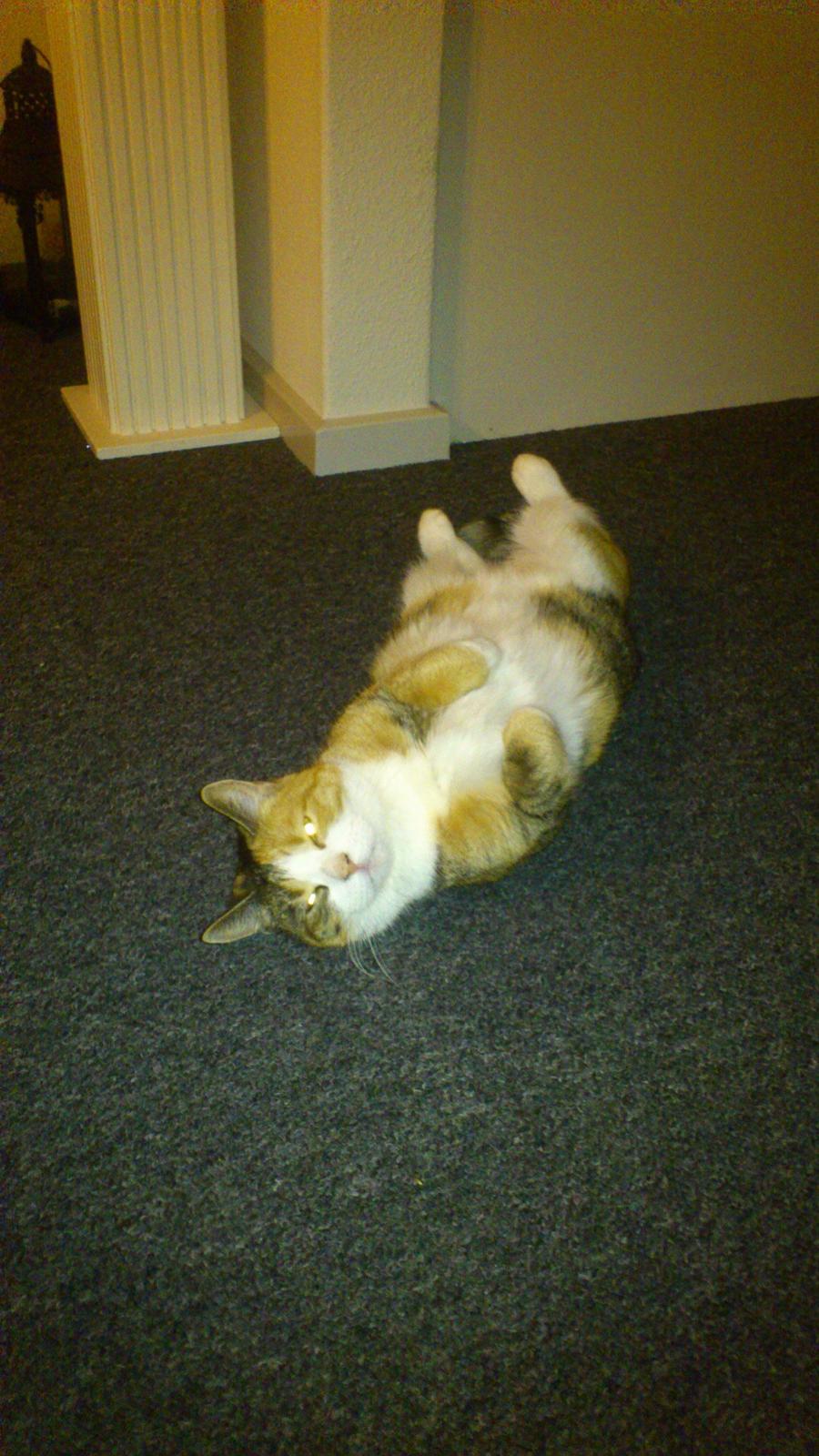 Huskat Miska billede 8