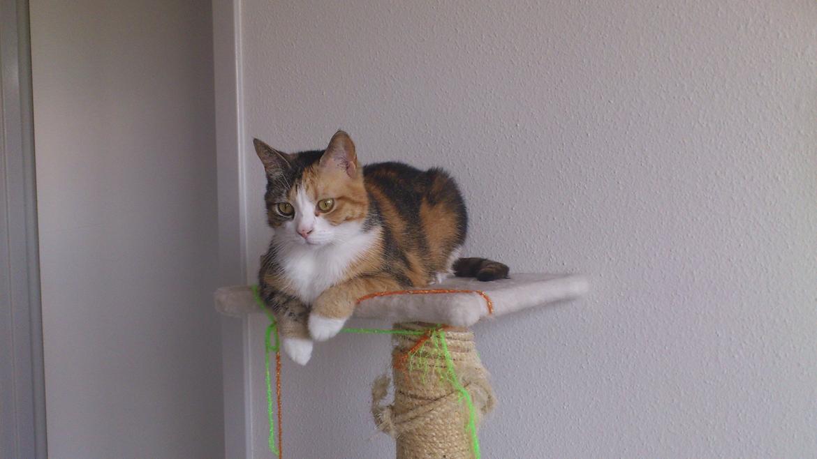 Huskat Miska billede 9