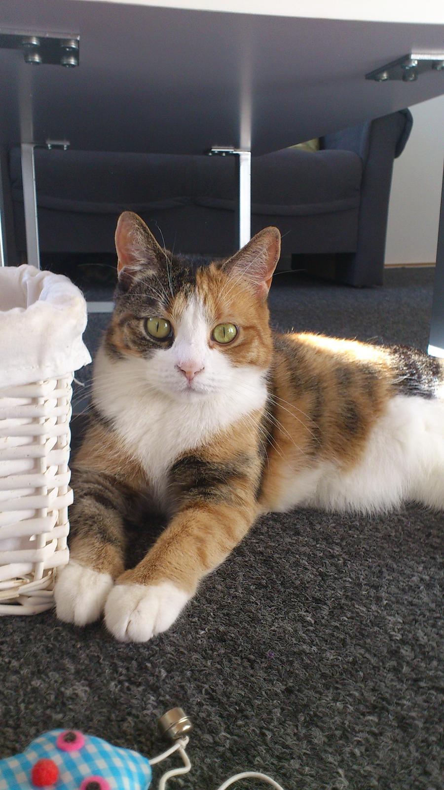 Huskat Miska billede 10