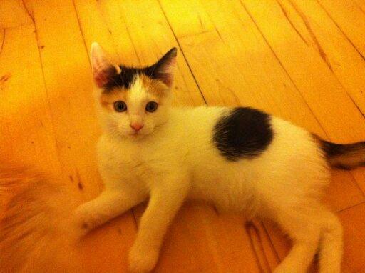 Huskat SNIF - Her er et billede fra lige før jeg fik hende billede 1