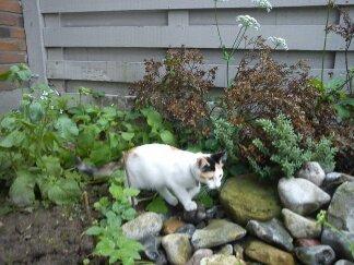 Huskat SNIF - Ude at undersøge haven billede 2