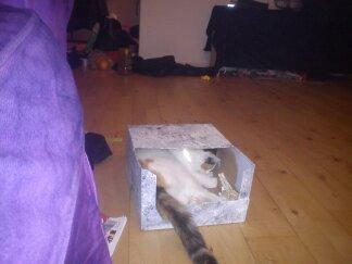 Huskat SNIF - Jeg kan lige være der billede 3