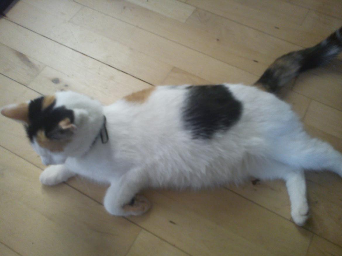 Huskat SNIF - Gravid mis billede 4