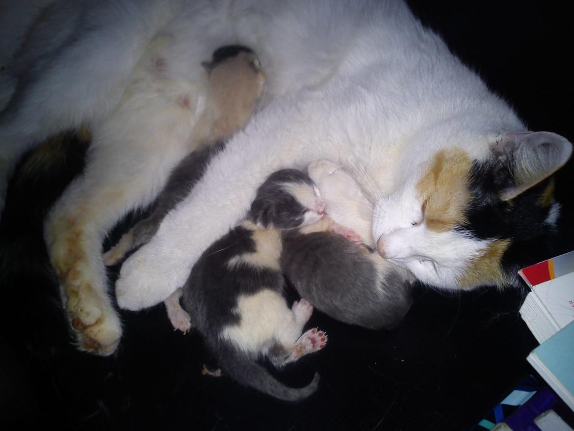 Huskat SNIF - Den stolte mor billede 5