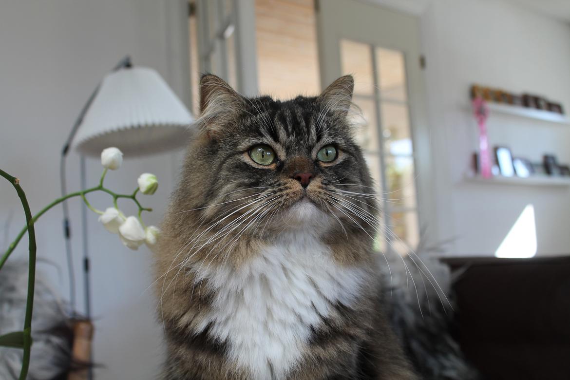 Blanding af racer Nusse billede 11