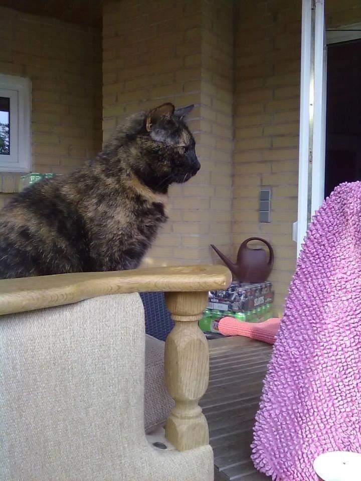 Huskat Lisa  billede 9