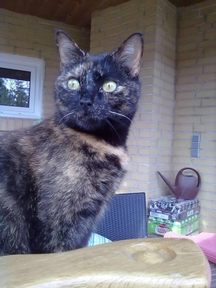 Huskat Lisa  billede 10