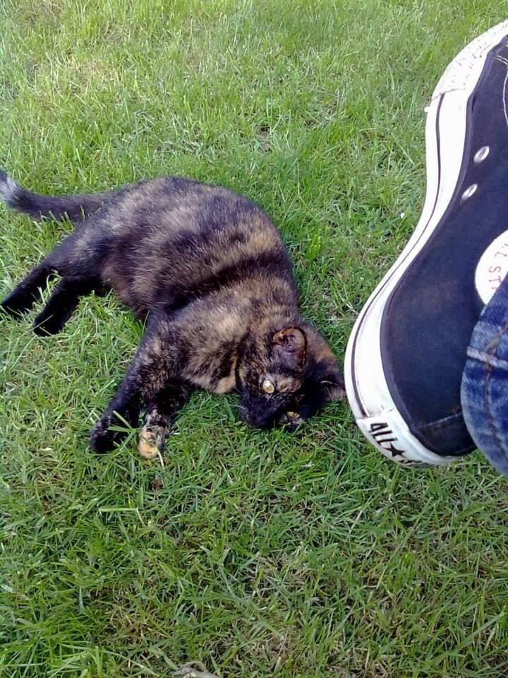 Huskat Lisa  billede 11