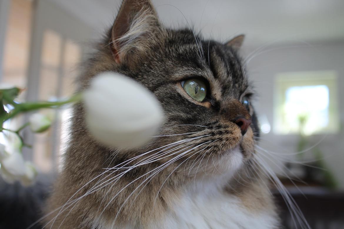 Blanding af racer Nusse billede 13