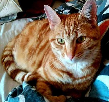 Huskat Teemo billede 5