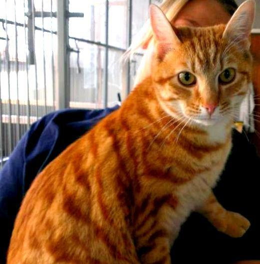 Huskat Teemo - Min smukke røde Teemo billede 6