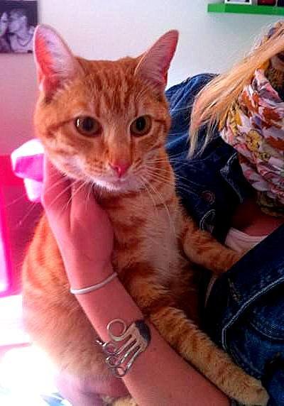 Huskat Teemo billede 2