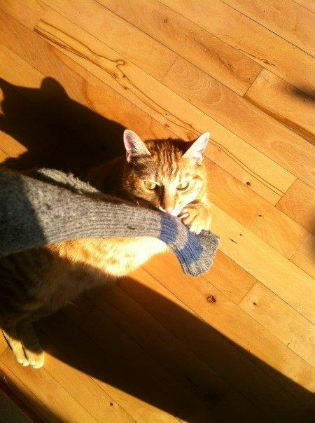 Huskat Teemo billede 3