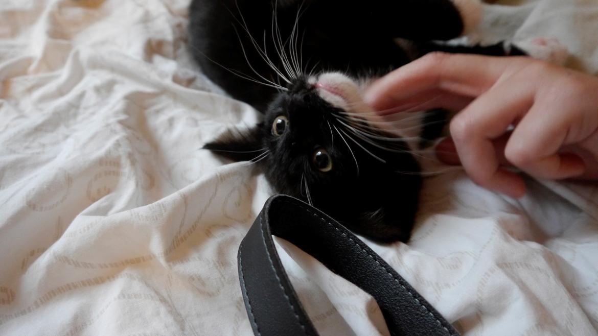 Huskat Momo billede 1