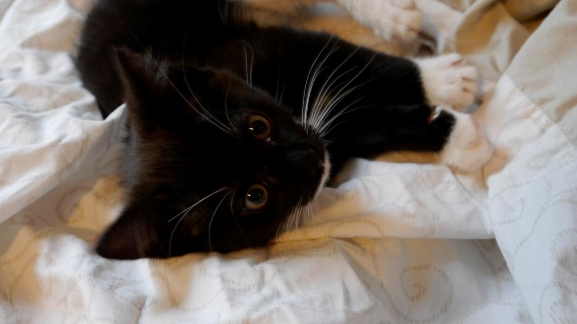 Huskat Momo billede 2