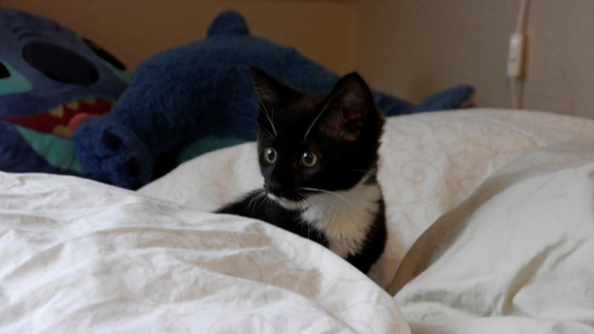 Huskat Momo billede 3