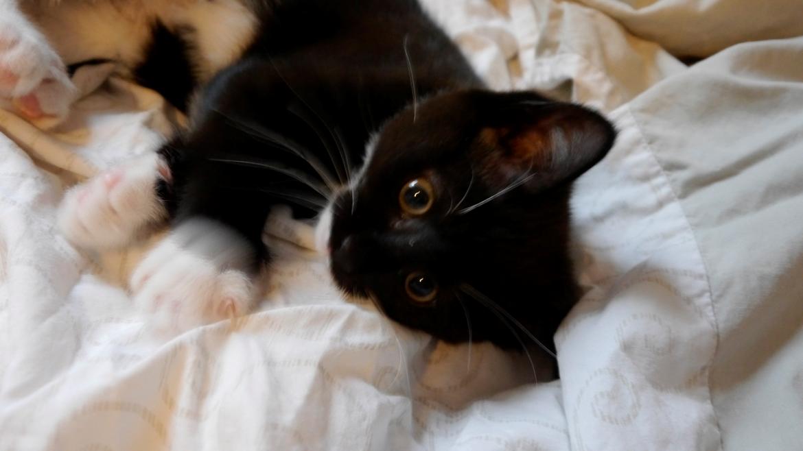 Huskat Momo billede 4