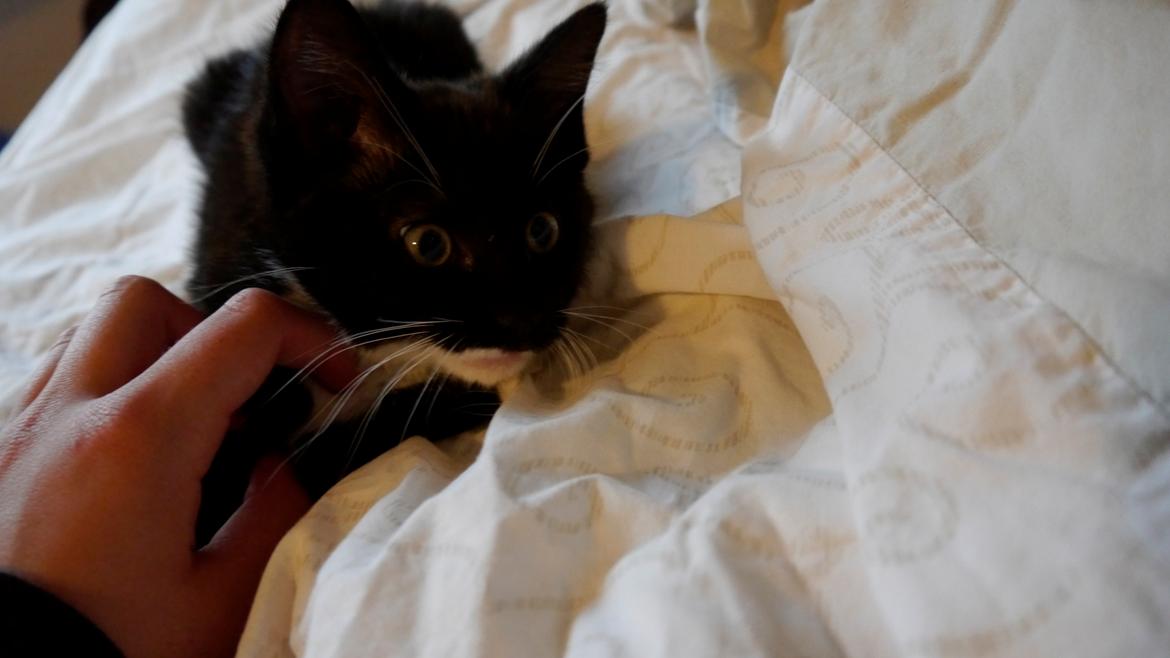 Huskat Momo billede 5
