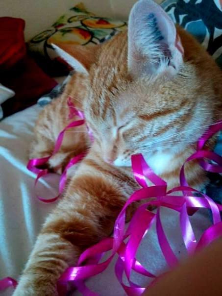 Huskat Teemo - Tillykke med fødselsdagen Teemo! billede 4