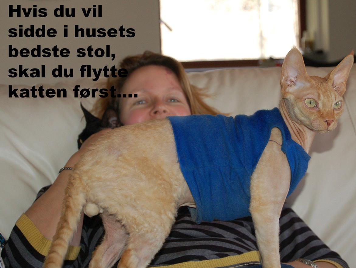 Devon Rex Simba billede 13